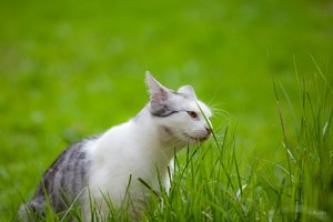 comp -12001_KU0748.jpg