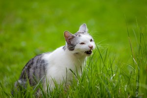 comp -12001_KU0745.jpg