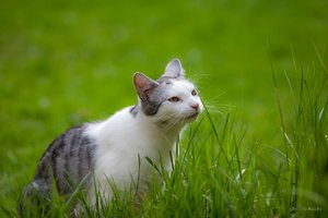 comp -12001_KU0744.jpg