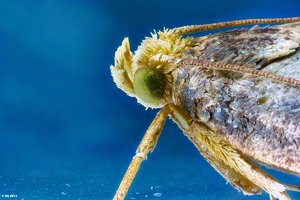 Pancolar_2011-08-27-15.05.33 ZS PMax_filtered2.jpg