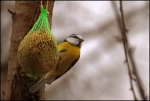 Wintermeise, klein, 290 kbWintermeise0001.jpg