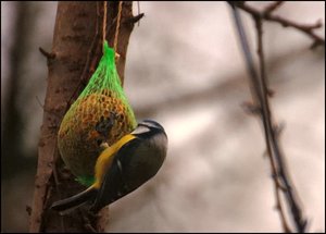 Wintermeise 3, klein, 290 kbWintermeise30001.jpg