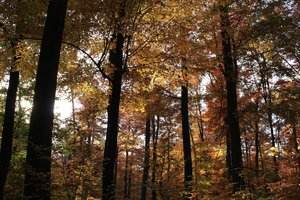 wald und sonne.JPG