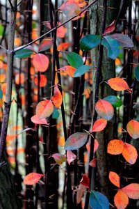 colorfulleaves_by_artelanas-d4ki7mf.jpg