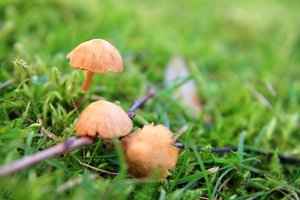 mushrooms_by_artelanas-d4ki6aa.jpg