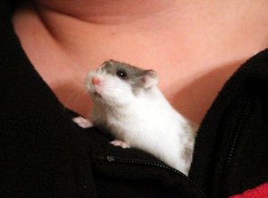 Hamstersmaller.jpg