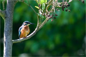 comp_4W6V5615 - Kopie.jpg