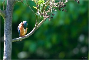 comp_4W6V5611 - Kopie.jpg