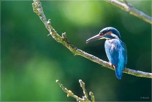 comp_4W6V5601 - Kopie.jpg