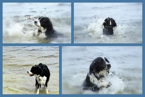 Trine Collage 500 kbTrine Collage.jpg