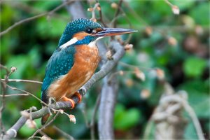 comp_1O5P3760.jpg comp_1O5P3760.jpg