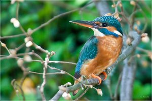 comp_1O5P3784.jpg comp_1O5P3784.jpg