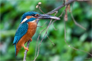 comp_1O5P3818.jpg comp_1O5P3818.jpg