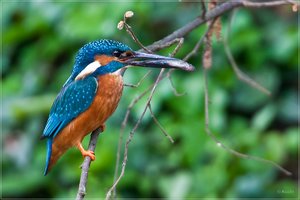 comp_1O5P3835.jpg comp_1O5P3835.jpg