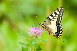 comp -1200IMG_9550.jpg