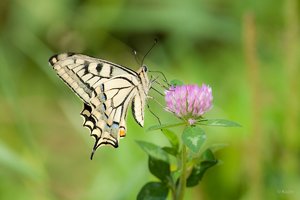 comp -1200IMG_9562.jpg