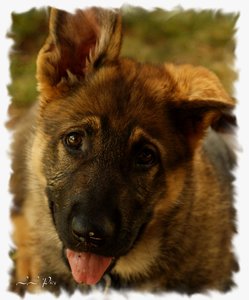 Schau mir in die Augen Kleines.jpg