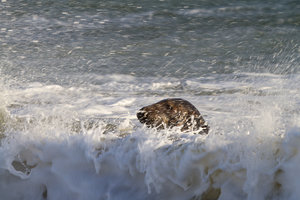 IMG_2753.jpg IMG_2753.jpg