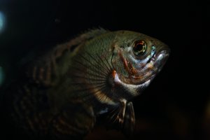 comp_Oscar bearbeitet.jpg