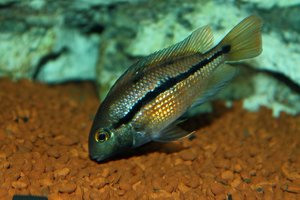 comp_Traumbarsch bearbeitet.jpg