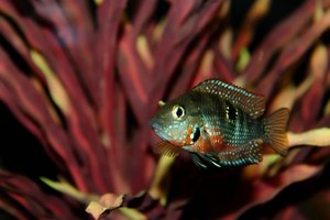 comp_Feuermaul neu.jpg