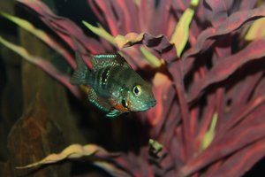 comp_Feuermaul neu2.jpg