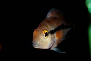 comp_Traumbarsch von vorn.jpg