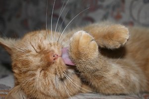 comp_Katze putzt.jpg