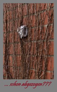 Jan.2012  1.Rheinhochwasser-24.jpg