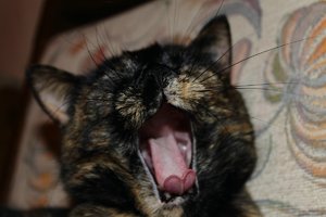 comp_comp_Gnu gähnt.jpg