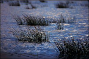 Impressionen bei Landunter 500 kbZaun 1, Schilf im Wasser 2.jpg