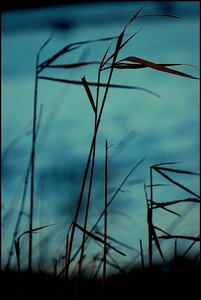 Impressionen bei Landunter 500 kbZaun1, schöne Halme.jpg