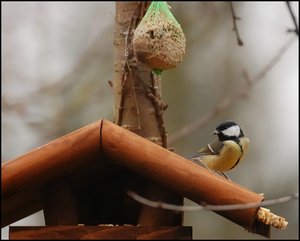 Meisen im Vogelhaus 500 kbMeise im Vogelhaus 1.jpg Meisen im Vogelhaus 500 kbMeise im Vogelhaus 1.jpg