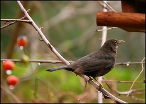 Meisen im Vogelhaus 500 kbMeise im Vogelhaus mit Drossel.jpg Meisen im Vogelhaus 500 kbMeise im Vogelhaus mit Drossel.jpg