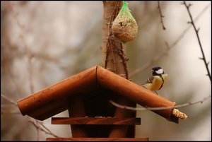 Meisen im Vogelhaus 500 kbMeise im Vogelhaus 2.jpg Meisen im Vogelhaus 500 kbMeise im Vogelhaus 2.jpg