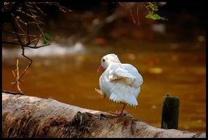 Zooente 500 kbZooente.jpg