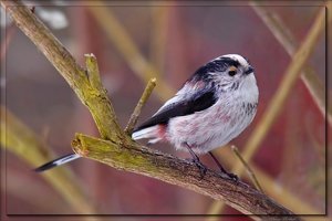 1_sample_11.jpg 1_sample_11.jpg