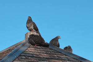 tauben.jpg tauben.jpg