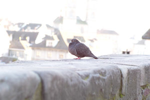 SDIM0230.jpg SDIM0230.jpg