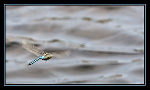 Libelle.jpg