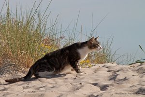 comp_IMG_0079.jpg comp_IMG_0079.jpg