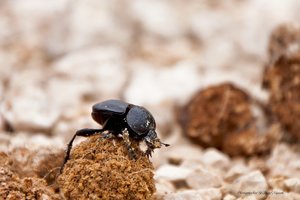 comp_IMG_0674.jpg comp_IMG_0674.jpg