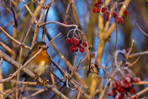 Januar 2012  Ruhrtal-14.jpg