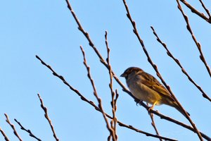 Januar 2012  Ruhrtal-16.jpg