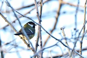 Januar 2012  Ruhrtal-30.jpg