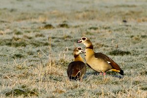 Januar 2012  Ruhrtal-37.jpg