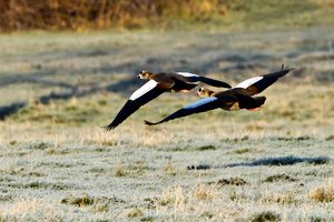 Januar 2012  Ruhrtal-42.jpg