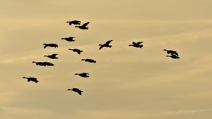 Januar 2012  Ruhrtal-47.jpg