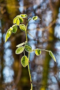Januar 2012  Ruhrtal-20.jpg