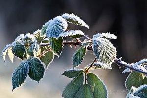 Januar 2012  Ruhrtal-35.jpg